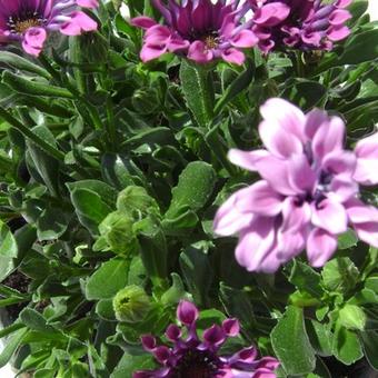 Osteospermum 'SUNNY  Sonja'