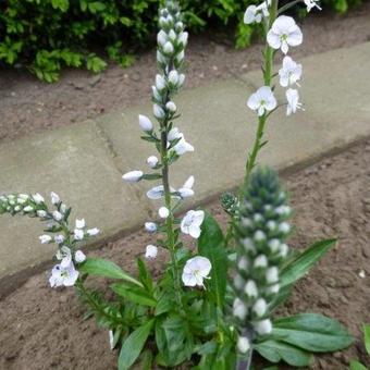 Veronica gentianoides 'Tissington White'