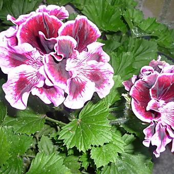 Pelargonium 'Rembrandt'