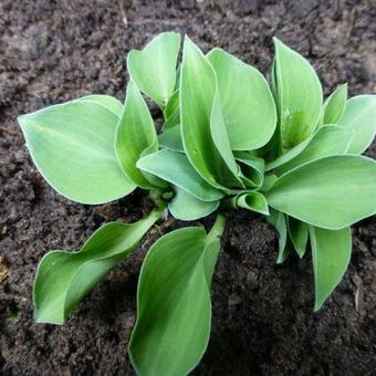 Hosta 'Popo'