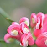 Grevillea juniperina 'Oleacea' - 