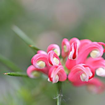 Grevillea juniperina 'Oleacea'