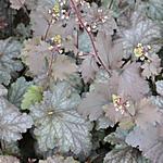 Heuchera 'Stormy Seas' - 