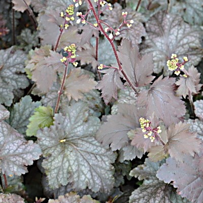 Heuchera 'Stormy Seas' - Heuchera 'Stormy Seas'