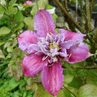 Clematis 'Piilu'