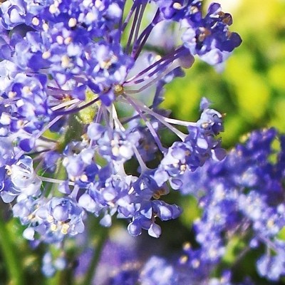 Ceanothus 'Concha' - Ceanothus 'Concha'