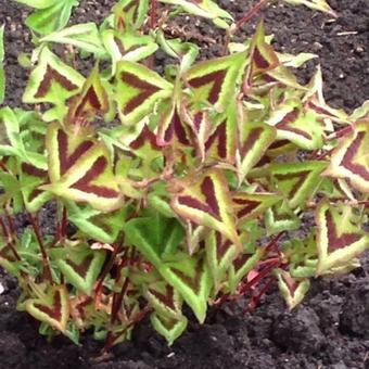 Persicaria microcephala 'Purple Fantasy'