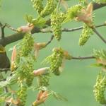 Acer pseudoplatanus - Berg-Ahorn