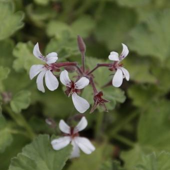 Pelargonium x fragrans