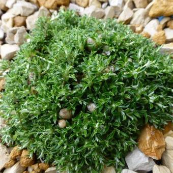 Helichrysum confertifolium