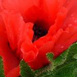 Papaver orientale 'Goliath' - 