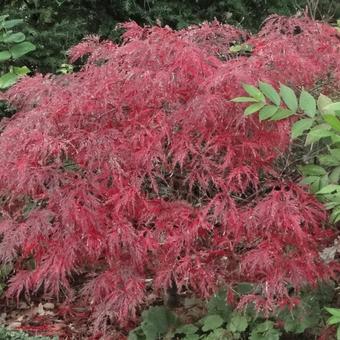 Acer palmatum 'Atropurpureum'