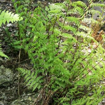 Athyrium filix-femina 'Rotstiel'