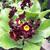 Primula auricula 'Black Jack'