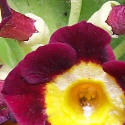 Primula auricula 'Black Jack' - 