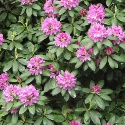 Rhododendron 'Catawbiense Grandiflorum'