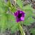 Geranium psilostemon 'Red Admiral'