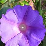 Ipomoea learii - 