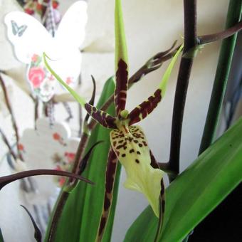 Brassia Eternal Wind 'Summer Dream'