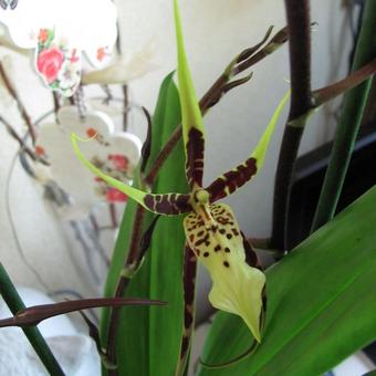 Brassia Eternal Wind 'Summer Dream'