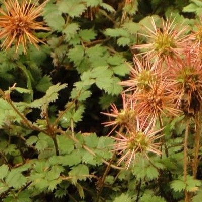 Acaena microphylla 'Kupferteppich'