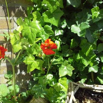 Geum chiloense 'Mrs Bradshaw'