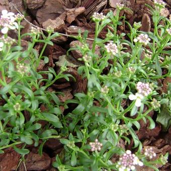 Iberis sempervirens 'Pink Ice