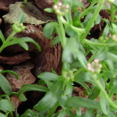 Iberis sempervirens 'Pink Ice - Iberis sempervirens 'Pink Ice