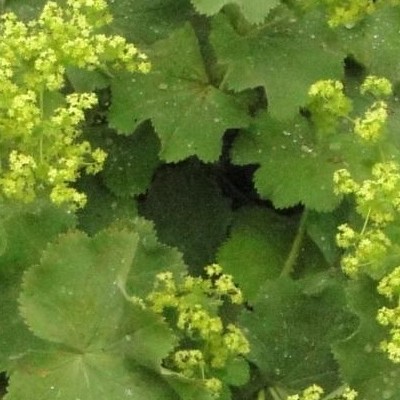 Alchemilla mollis - Weicher Frauenmantel - Alchemilla mollis