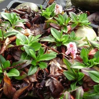 Persicaria affinis 'Kabouter'