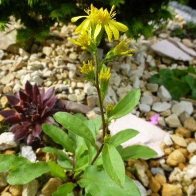 Solidago virgaurea var. minutissima - 