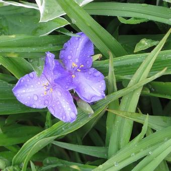 Tradescantia andersoniana 'Leonora'