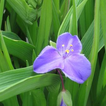 Tradescantia andersoniana 'Leonora'