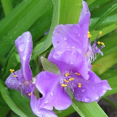 Tradescantia andersoniana 'Leonora'