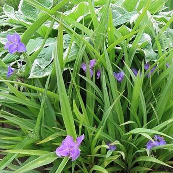 Tradescantia andersoniana 'Leonora'