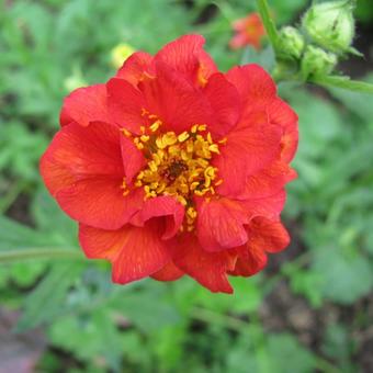 Geum coccineum 'Red Wings'