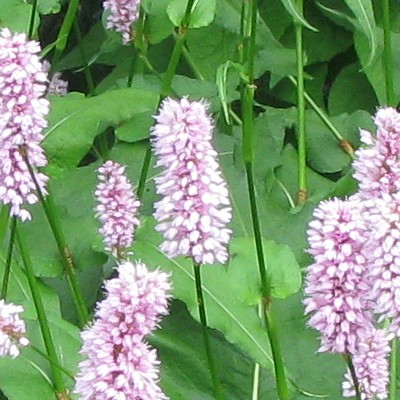 Persicaria bistorta 'Hohe Tatra' - Persicaria bistorta 'Hohe Tatra' - Persicaria bistorta 'Hohe Tatra'