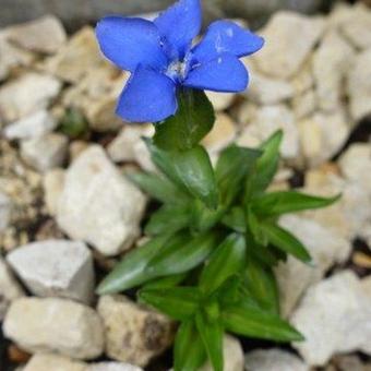 Gentiana verna 'Angulosa'