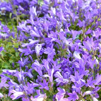 Campanula portenschlagiana