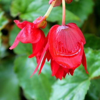 Begonia bertinii