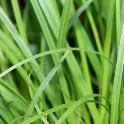 Carex caryophyllea 'The Beatles' - Carex caryophyllea 'The Beatles'