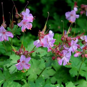 Geranium macrorrhizum 'Ingwersen's Variety'