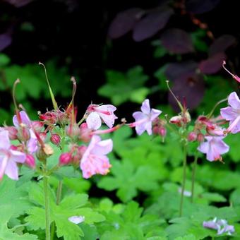 Geranium macrorrhizum 'Ingwersen's Variety'