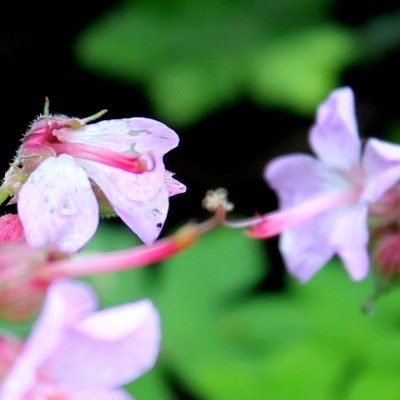 Geranium macrorrhizum 'Ingwersen's Variety' - Geranium macrorrhizum 'Ingwersen's Variety'