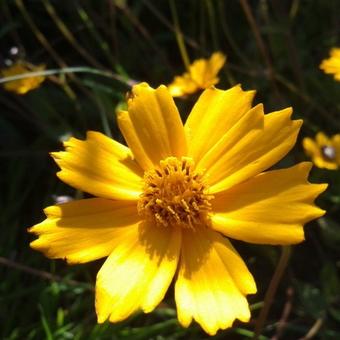 Coreopsis auriculata 'Elfin Gold'