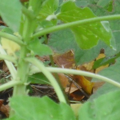 Lavatera arborea 'Variegata' - 