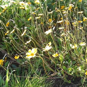 Coreopsis auriculata 'Elfin Gold'