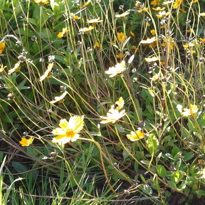 Coreopsis auriculata 'Elfin Gold' - 