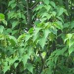 Acer davidii 'Purple Bark' - 