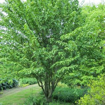 Acer davidii 'Purple Bark'